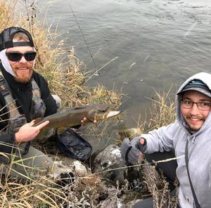 Angler Sean Zenishek prepares to release a 23-inch brown trout into the Spokane River on Dec. 9, 2016.  (Courtesy)