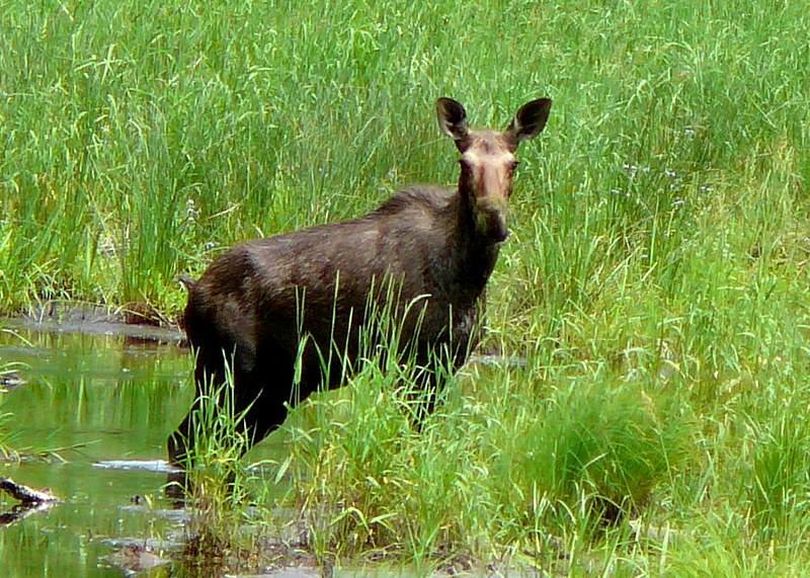 Photographer Don Sausser caught this moose grabbing lunch along a water way near Murray last week.