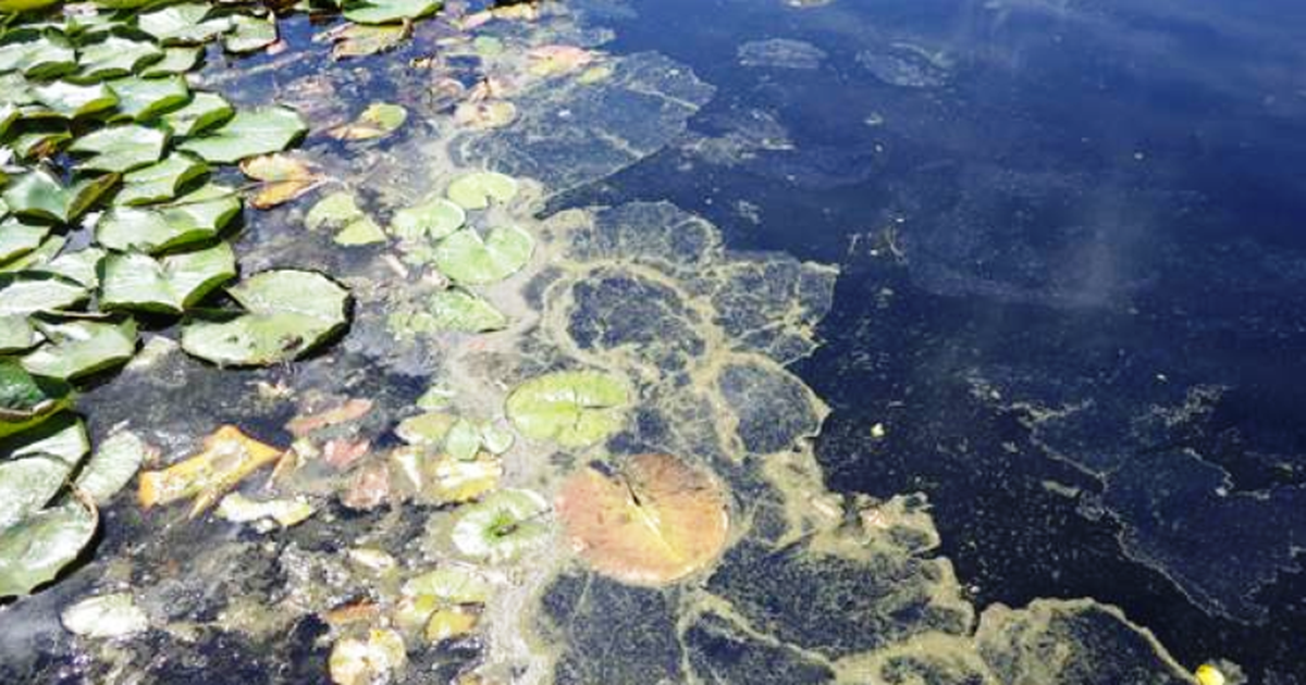 Blue-green algae outbreaks lead to advisories for parts of Hayden and ...