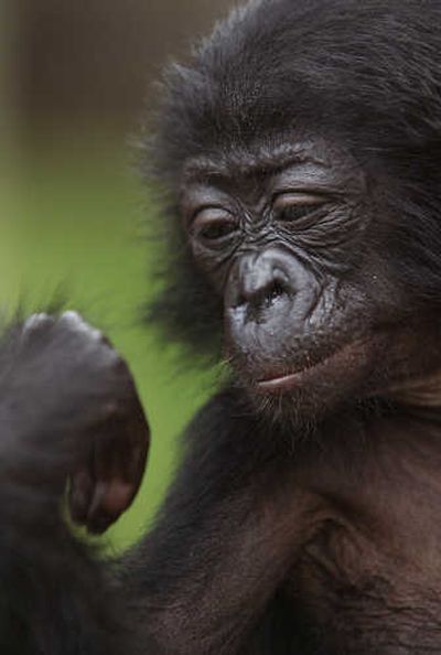 
A young bonobo  at the Lola Ya Bonobo Sanctuary  in Congo. Associated Press
 (File Associated Press / The Spokesman-Review)