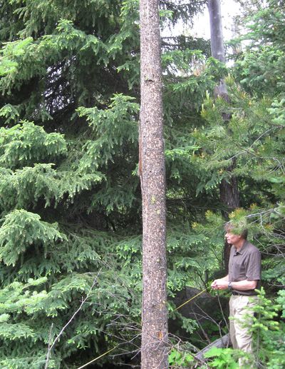 Superintendent of the Capitol Grounds Ted Bechtol inspects spruce trees in Colville under consideration for shipment to Washington, D.C. (Kip Hill)