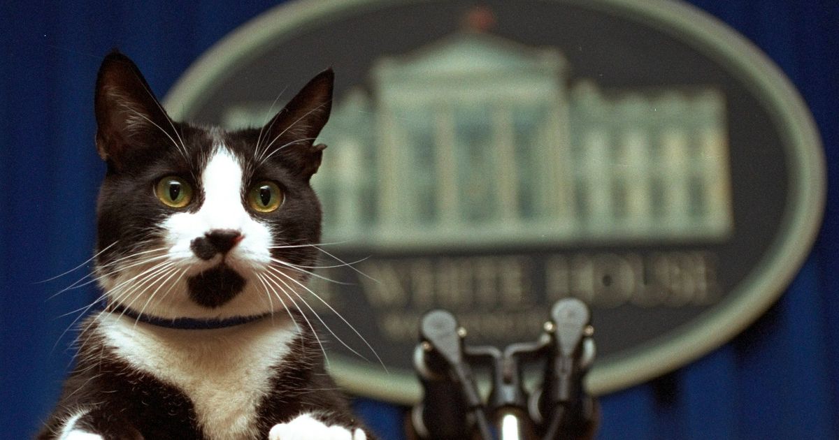 Socks the Cat in the Briefing Room