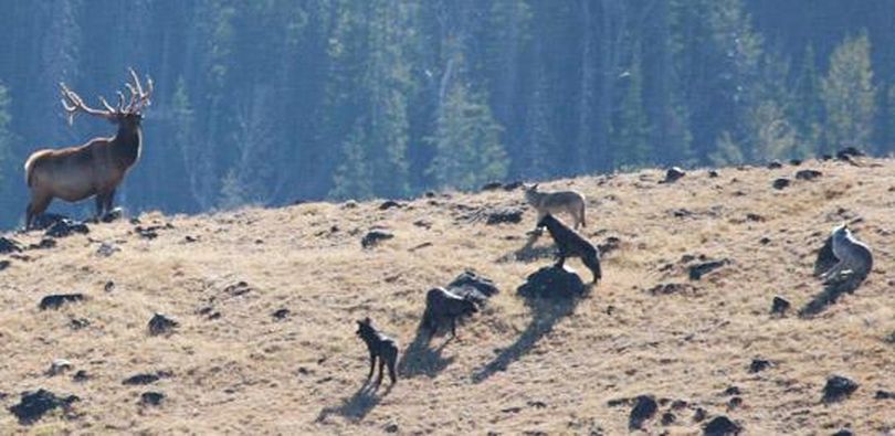 Wolves of Yellowstone Park's Agate Pack force a stand-off with one of the park's bull elk.
 (National Park Service)