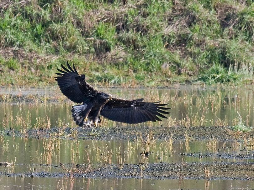 Are you sure this is an eagle?  Take the birding ID quiz to find out. (Greg Gillson)