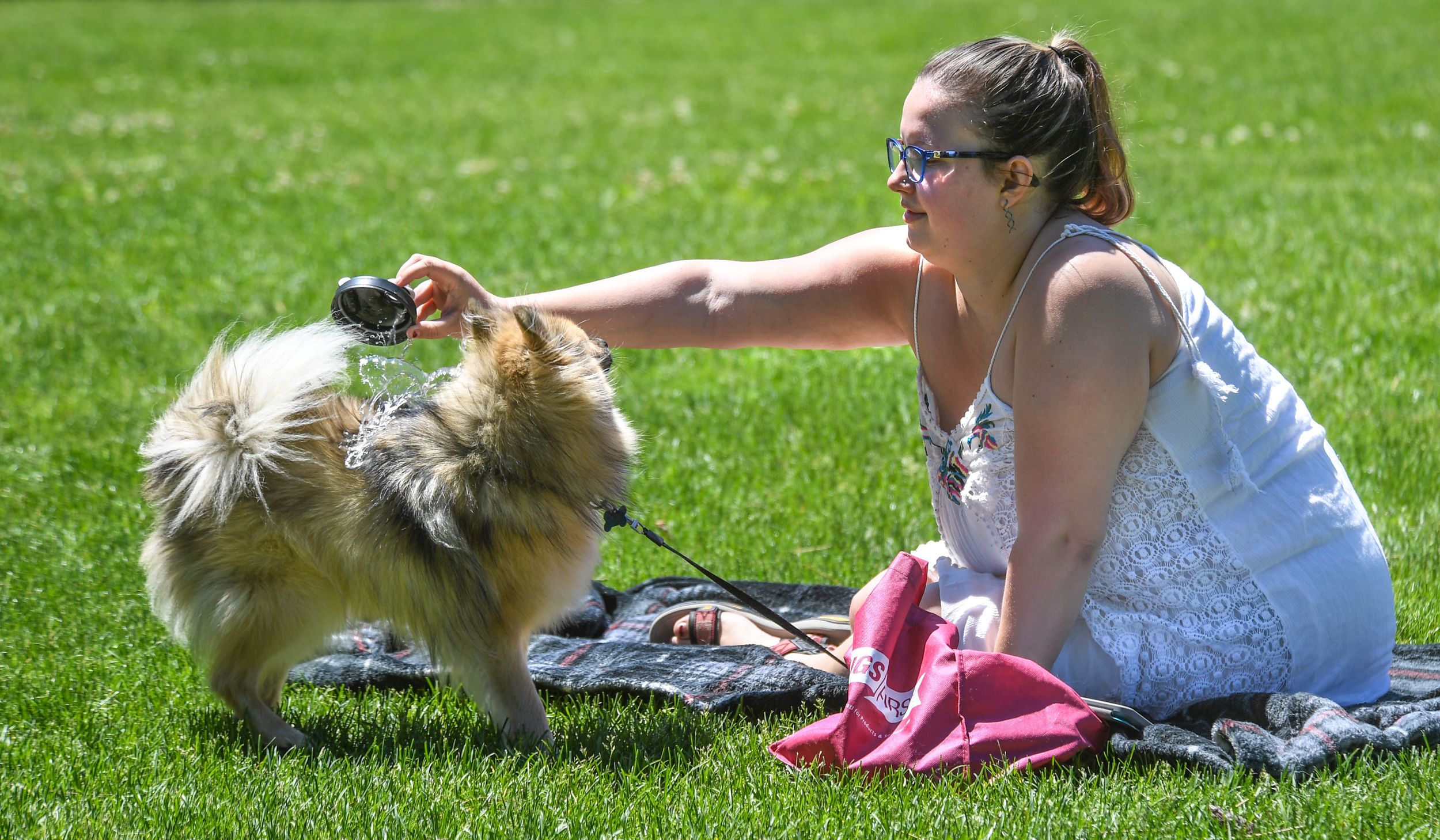 Rethinking ‘man’s best friend’: WSU research shows the importance of