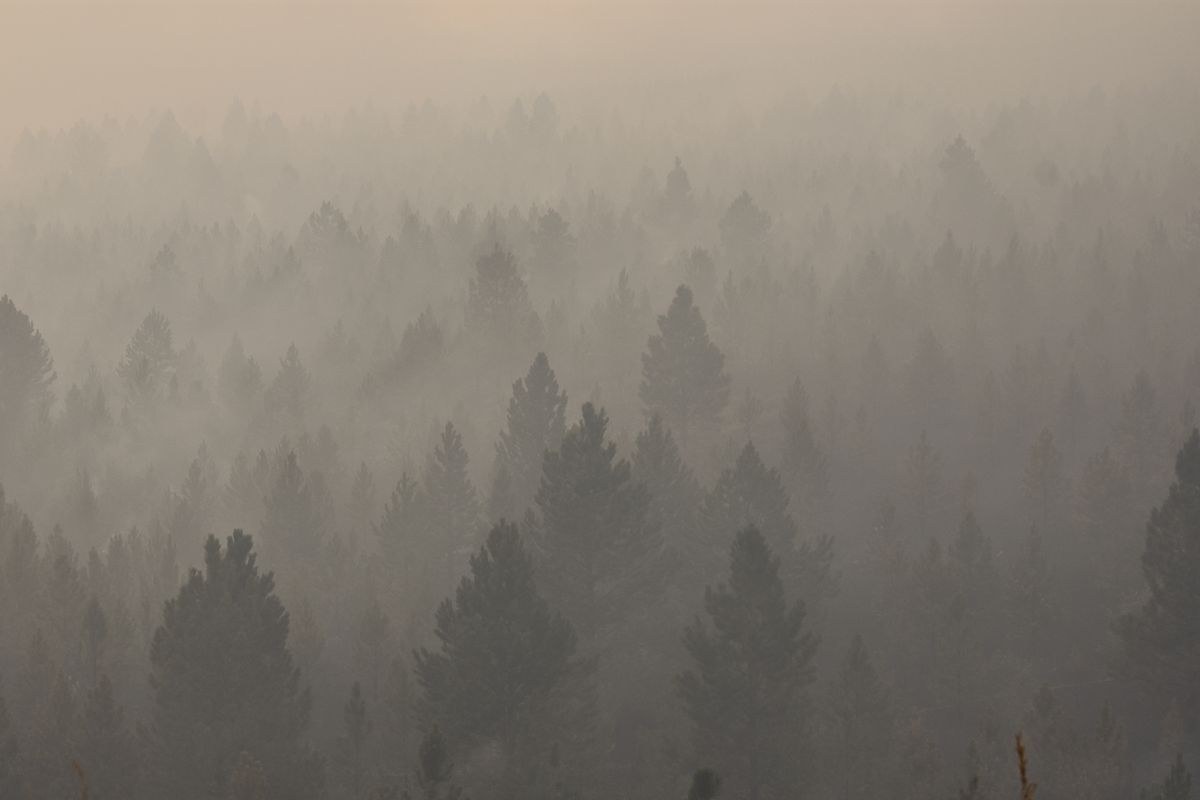 FILE - In this Aug. 11, 2021 file photo smoke from a wildfire obscures a stand of trees on the Northern Cheyenne Indian Reservation, near Ashland, Mont. In southeastern Montana, communities in and around the Northern Cheyenne Indian Reservation were ordered to evacuate as the Richard Spring Fire grew amid erratic winds.  (Matthew Brown)