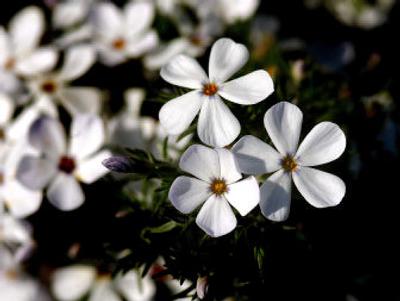 
Phlox hoodii is an area native plant offered at Desert Jewels Nursery, near Millwood. 
 (Brian Plonka / The Spokesman-Review)