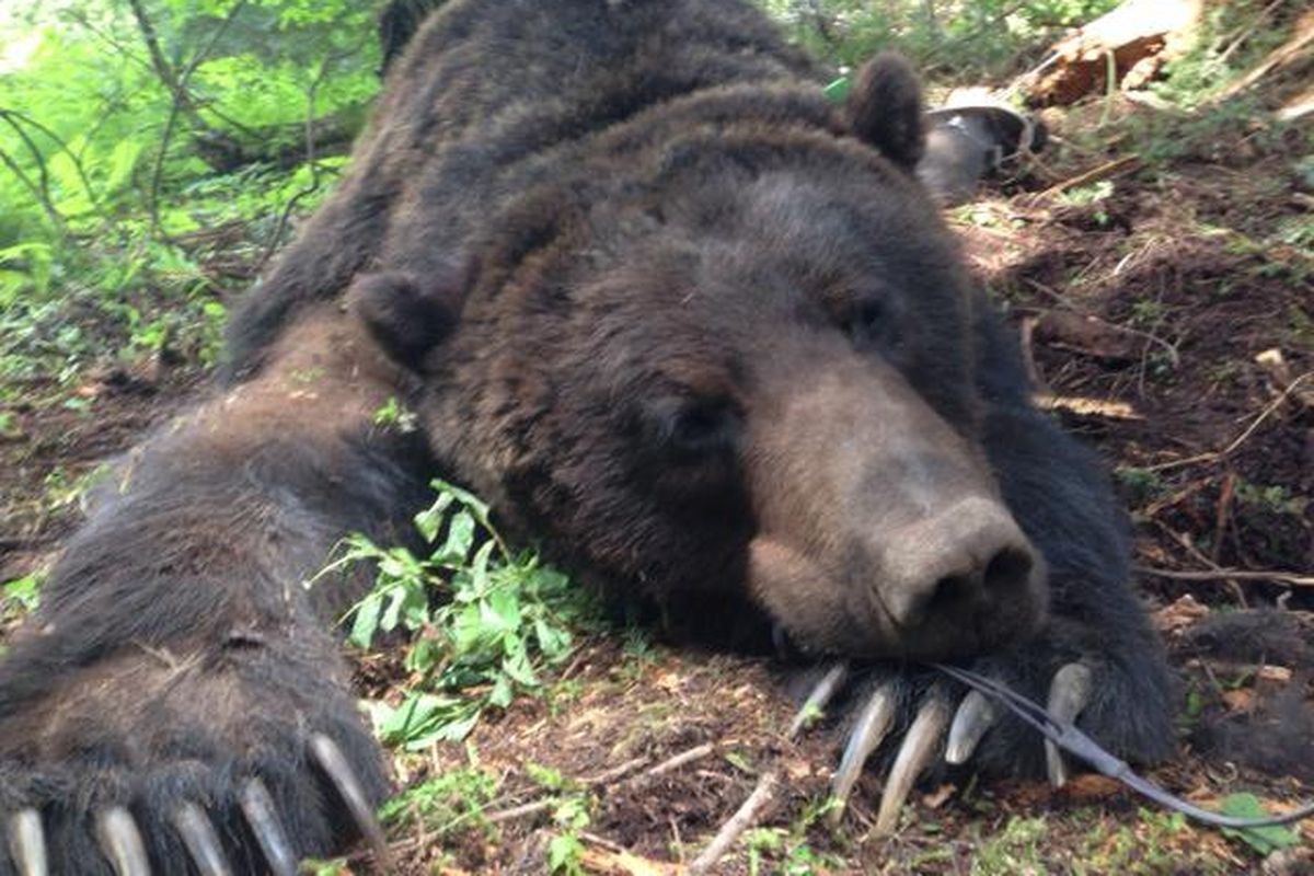 A 430-pound male grizzly bear was trapped, tranquilized and fitted with a GPS collar north of Nordman, Idaho, on June 21, 2014, by U.S. Fish and Wildlife Service researchers. (ALEX WELANDER PHOTO)