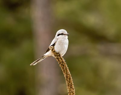 Jerry Rolwes snapped this photo of a northern shrike at Turnbull National Wildlife Refuge.  (Courtesy of Jerry Rolwes)