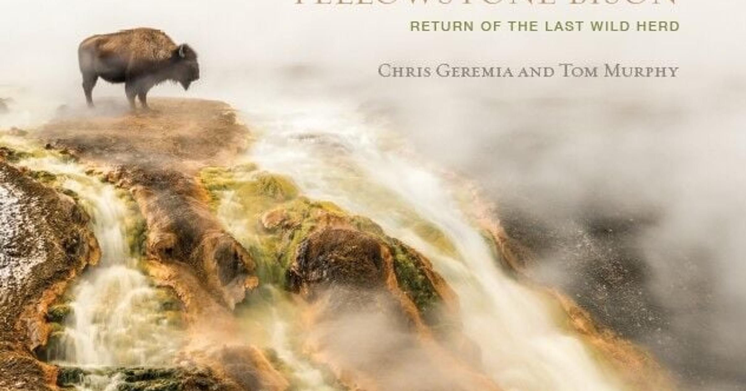 Learning bison: New book highlights Yellowstone's largest mammal