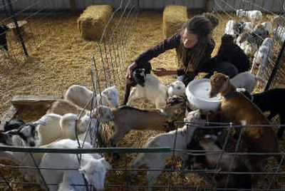 
Pebbles Van Der Poel, an Amaltheia Organic Dairy worker, helps some young kids find the nipple on a bucket of milk during feeding time at the dairy in Belgrade, Mont.Associated Press
 (Associated Press / The Spokesman-Review)