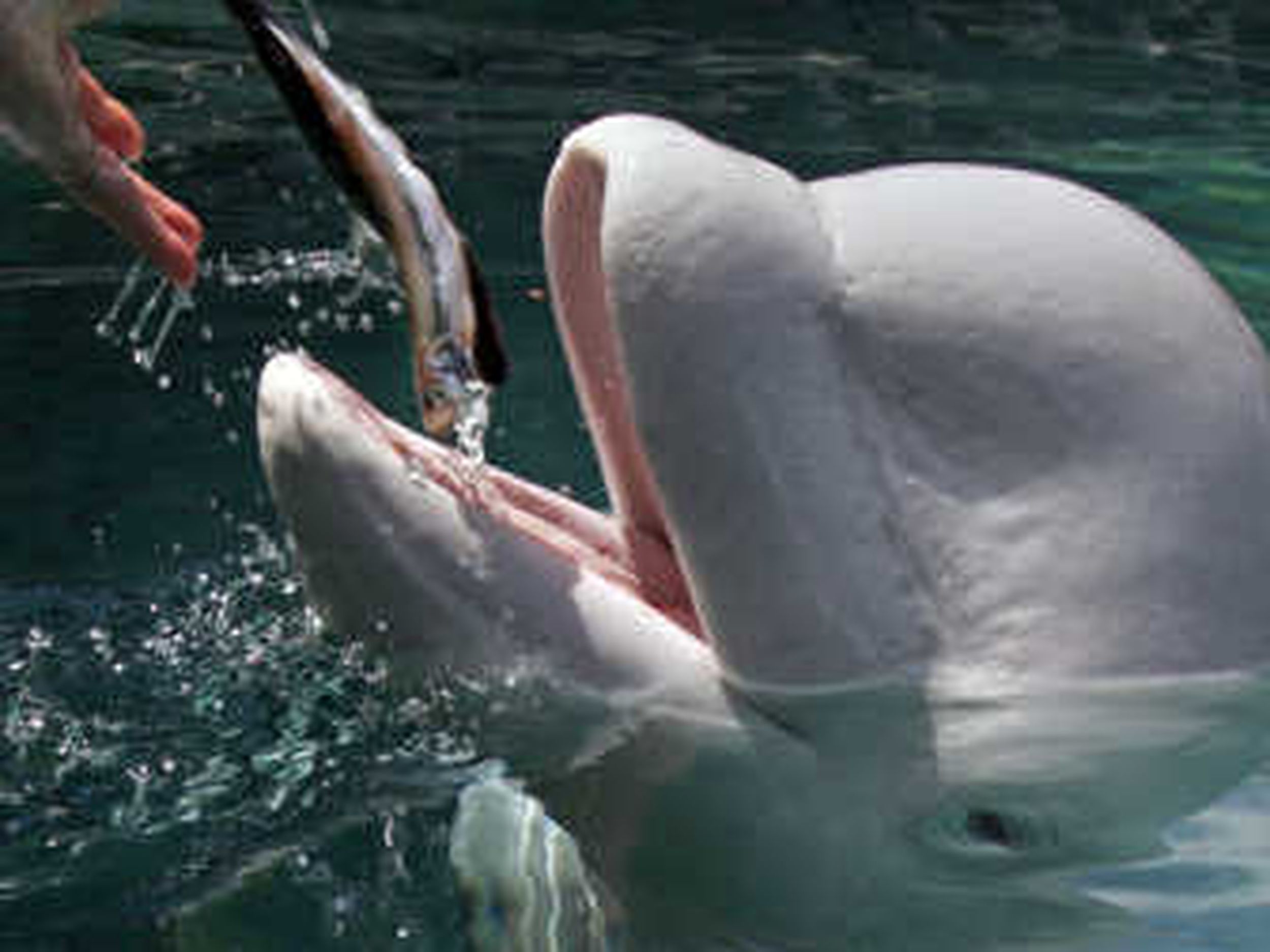 Second Captive-Born Beluga Whale Calf Dies