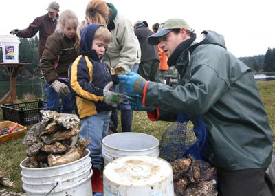 Biologist Brian Allen takes an oyster from 3-year-old Noah Mowry, who was part of a volunteer group that met to shuck oysters at the Henderson Inlet Community Shellfish Farm near Olympia recently.  The harvested shellfish are the first oysters offered for public sale from the farm.  (Associated Press / The Spokesman-Review)