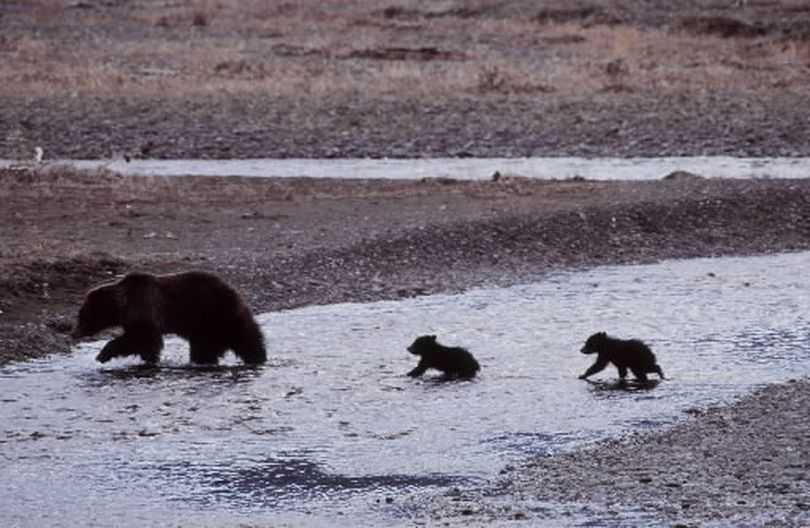 A  grizzly bear sow and her cubs scratch around on a sandbar in Yellowstone National Park in April 2008. A federal judge ruled Monday, Sept. 22, 2009, that Yellowstone grizzlies should be returned to endangered status after being delisted in 2007. (Jean Arthur photo)