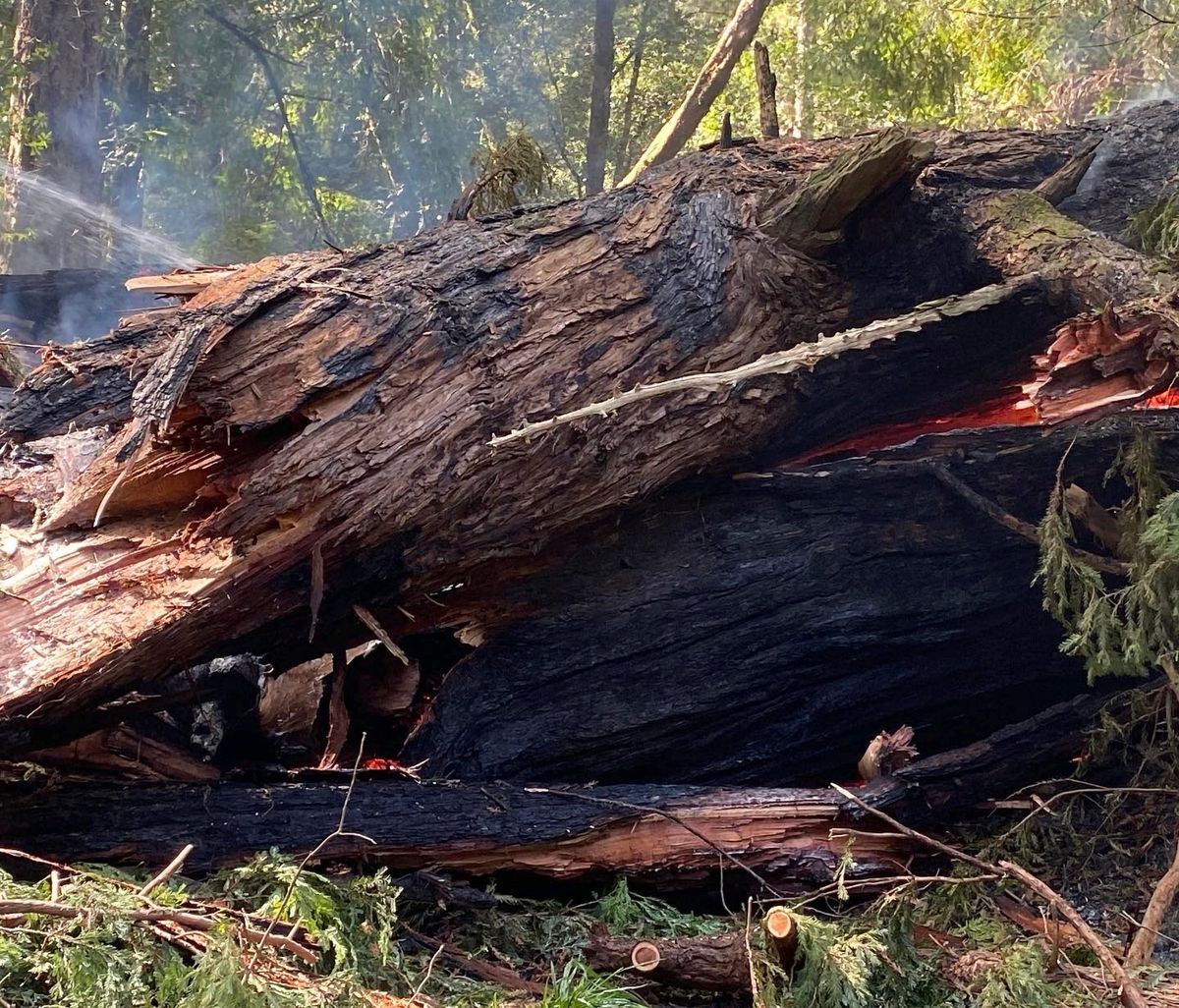 This photo provided by California State Parks shows the Pioneer Tree one of the few remaining old-growth coastal redwoods at Samuel P. Taylor State Park, Calif., on Thursday, March 24, 2022, after it collapsed from a fire.  (HONS)