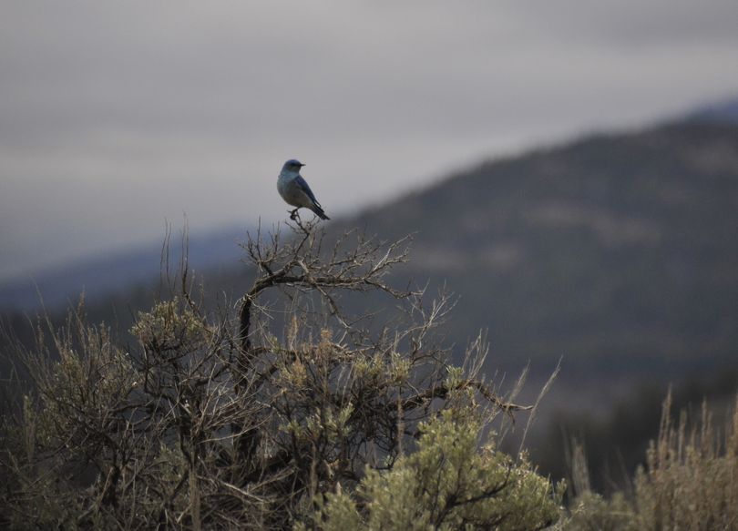 Mountain bluebird. (Rich Landers)