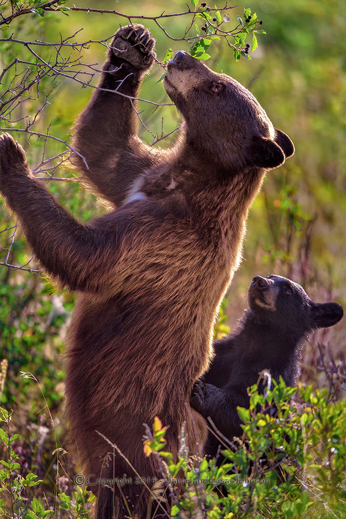 A black bear cub in Montana watches its mother eat chokecherries. (Jaime Johnson)