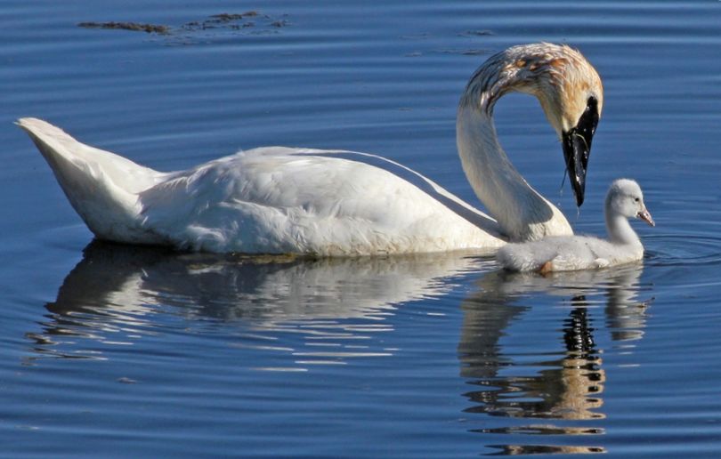 A trumpeter swan tends one of its cygnets on Middle Pine Pond in Turnbull National Wildlife Refuge on June 30, 2013. (Carlene Hardt)