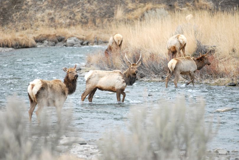 Elk cross the Gardner River near Mammoth in Montana  in Yellowstone National Park, APril 6, 2010. (Angela Schneider/ The Livingston Enterprise) (Angela Schneider / The Livingston Enterprise)