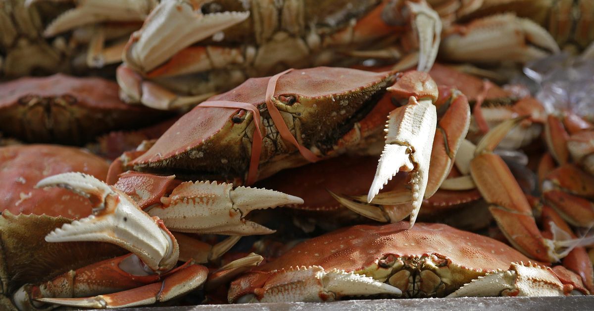 Questions, answers about toxic West Coast crabs The SpokesmanReview