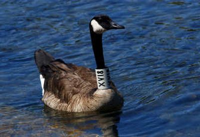 A Canada goose, pictured last month in Spokane,  has been tagged as part of a program to monitor urban waterfowl. 
 (Kate Clark / The Spokesman-Review)