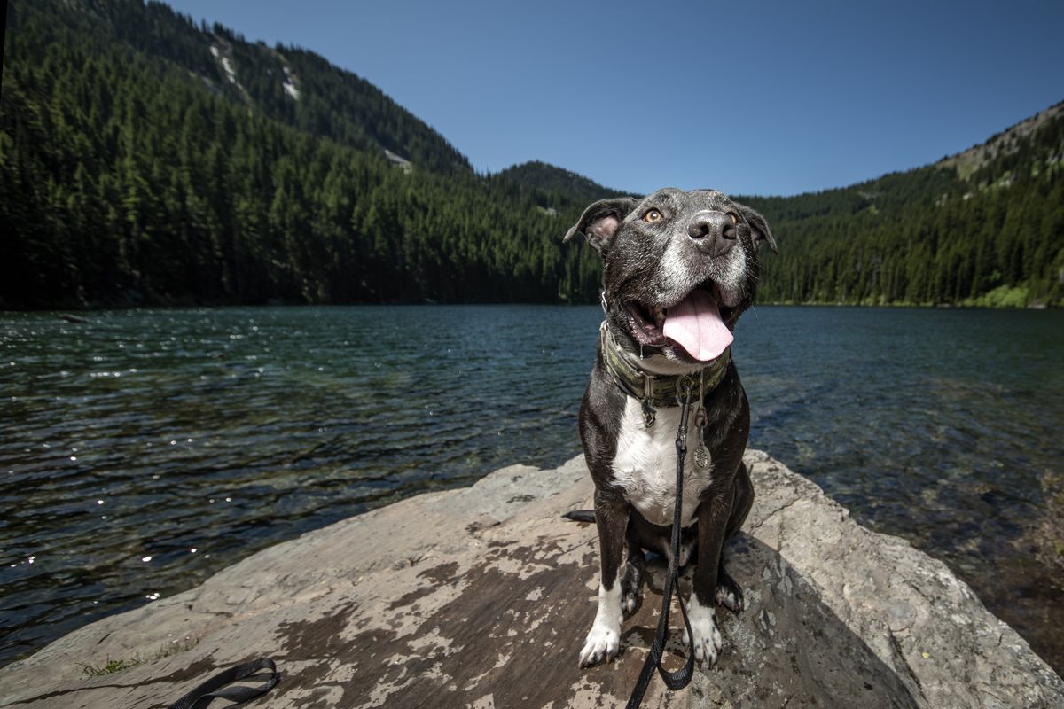 A beloved resource Romano s book Best Hikes With Dogs ages well The Spokesman Review