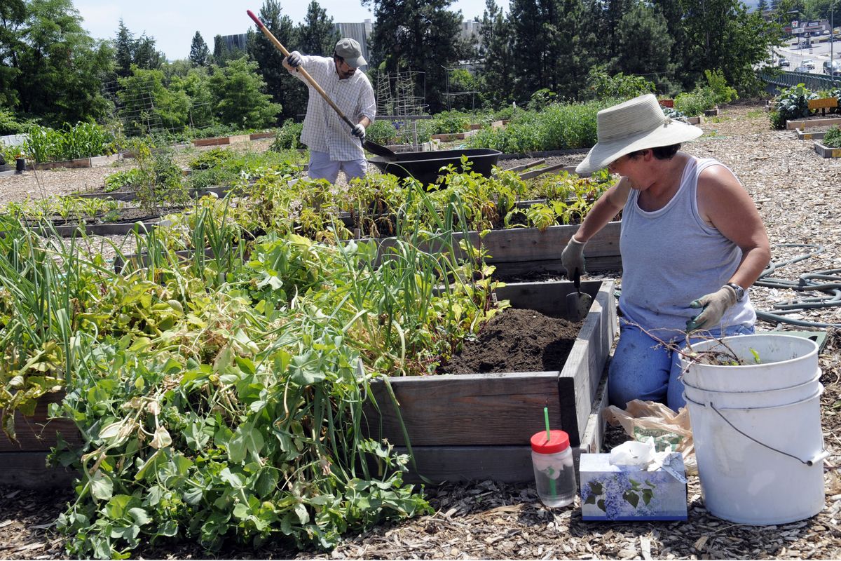 Doug and Teresa Sadler work in the raised beds that the Pumpkin Patch Community Garden grows for the Second Harvest Food Bank. (J. Bart Rayniak)