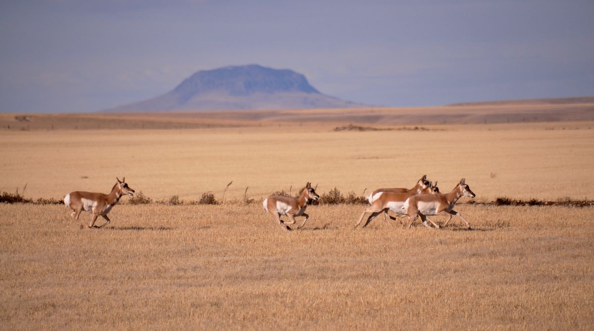 Pronghorns race through a wheat stubble field in Central Montana. (Rich Landers)