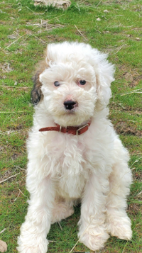 Mini/Moyen poodle puppy