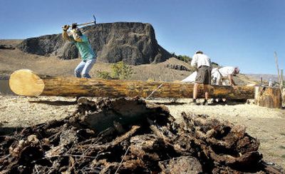 
The bark piles up as John Ruskey, left,  Michael Clark, center, and  Bob Frazier pick away at a ponderosa pine Wednesday,  transforming it into a dugut canoe. 
 (Associated Press / The Spokesman-Review)
