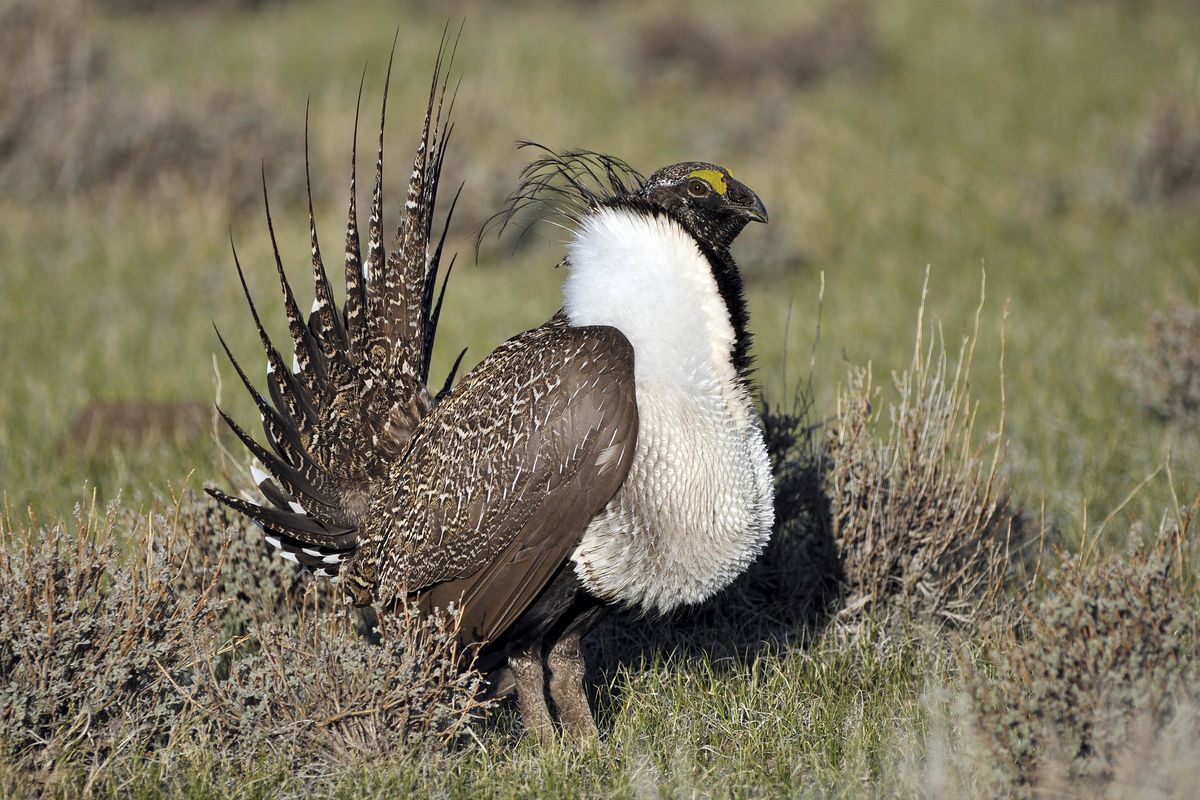 This March 1, 2010, file photo provided by the U.S. Fish and Wildlife Service shows a greater sage grouse male strutting to attract a mate at a lek, or mating ground, near Bridgeport, Calif. A U.S. judge who ruled earlier federal wildlife officials illegally denied Endangered Species Act protection for a population of bi-state sage grouse in California and Nevada in 2015 has reinstated the proposed listing of the bird as threatened until a new review determines whether it’s on the brink of extinction. (Jeannie Stafford / Associated Press)