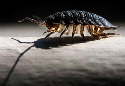 
 Pill bugs can do your lawn a favor. Really.
 (The Spokesman-Review)