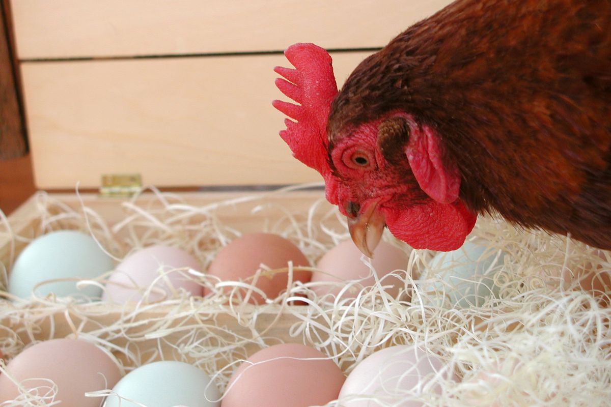 Farm Fresh eggs are good! (United Media)