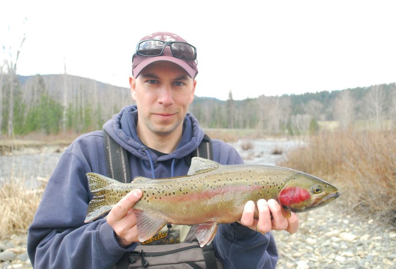 A wild redband trout is measured and released by fisheries researcher Jason McLellan, who works for the Colville Tribe. Note the intact adipose fin above his right index finger.