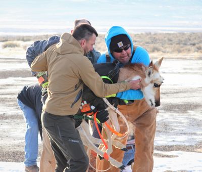 Biologists and volunteers handle a captured pronghorn in Nevada, one of 50 transported to Washington and released in January on the Yakama Indian Reservation. (Courtesy of Allen Ernst)