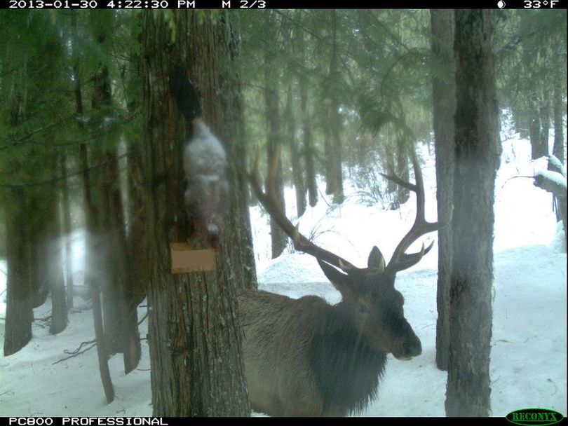 An elk is one of about 20 wildlife species photographed by motion-activated cameras as they came into bait stations in the Idaho Panhandle region mountains. The project is monitored by the Multi-Species Basline Initiative research organized by the Idaho Fish and Game Department. (Multi-species Baseline initiative)