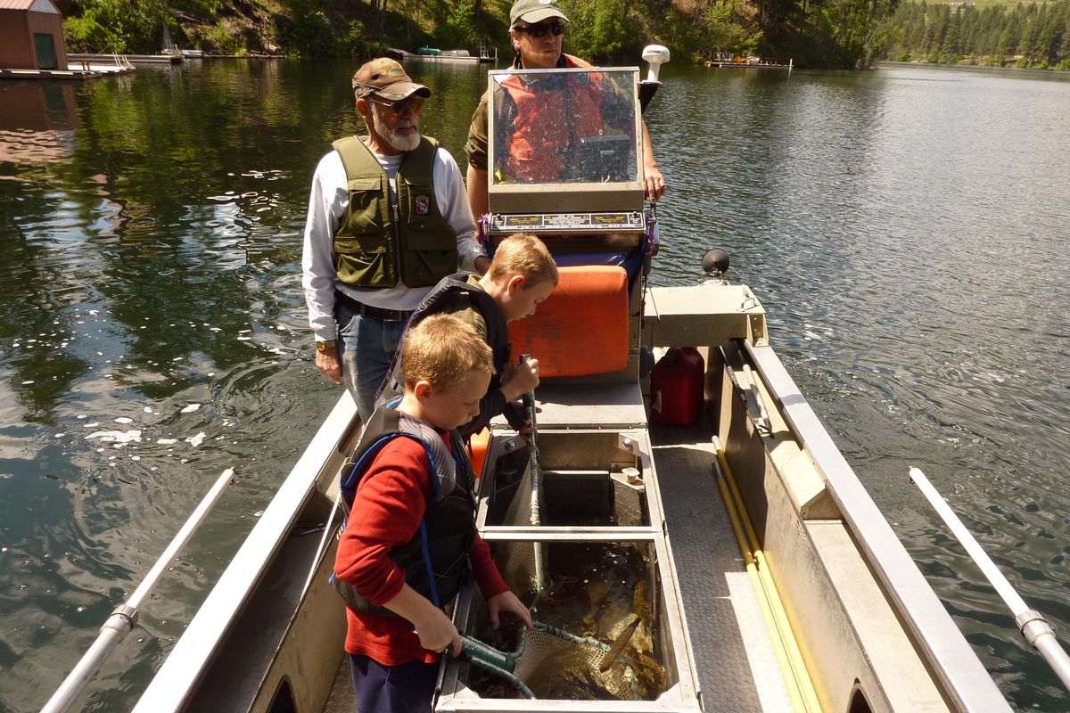 Gage Gades, 10, and Grant Gades, 7, joined their grandfather, Chuck Gades, to help Washington Fish and Wildlife Department warmwater fisheries biologist Marc Divens release 250 tiger muskies into Curlew Lake in May 2014. (Washington Department of Fish and Wildlife)