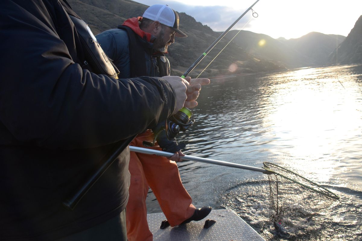Toby Wyatt of Reel Time Fishing based in Clarkston nets a steelhead caught by Washington Department of Fish and Wildlife regional fish program manager Chris Donley as the two met on Wyatt