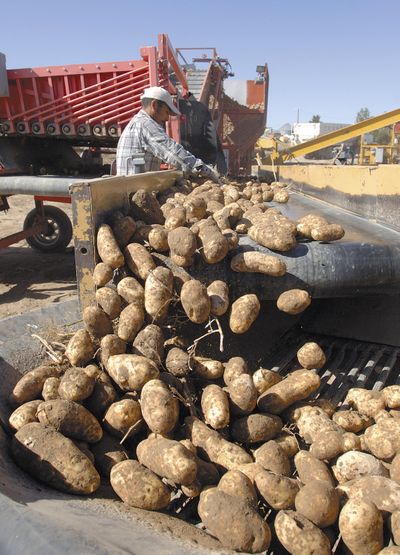 Organic potatoes are harvested at the Holm farms, west of Idaho Falls, on Sept. 30.  (Associated Press)