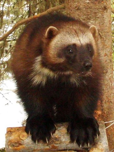This July 29, 2011, file photo provided by the U.S. Fish and Wildlife Service shows a wolverine in Wallowa County, Ore. An environmental group has asked Idaho officials to prosecute a trapper who killed a wolverine and ban lethal traps in areas inhabited by wolverines, but state officials say they will do neither. (Audrey Magoun / U.S. Fish and Wildlife Service)