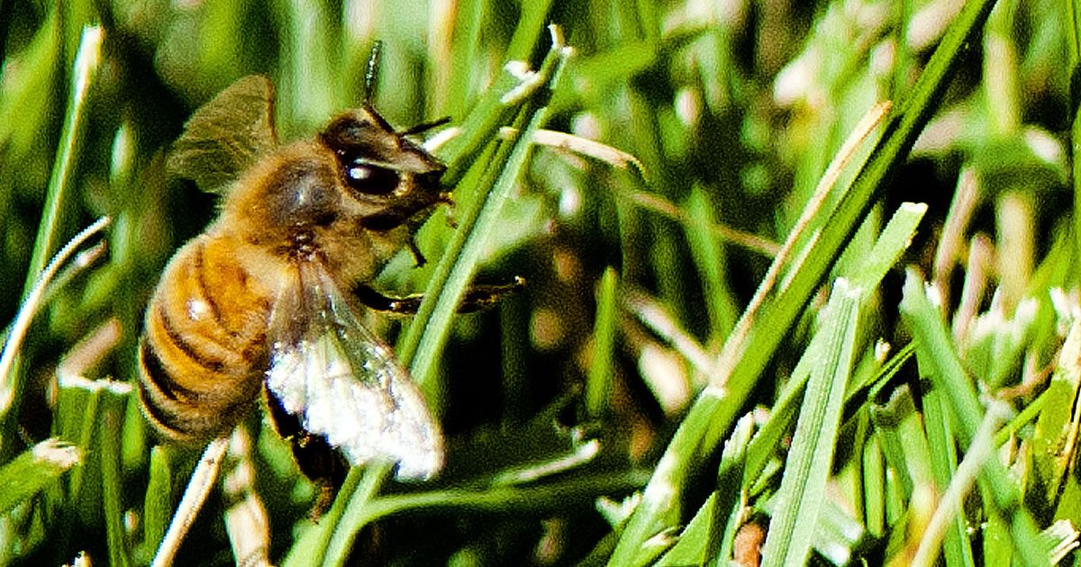 Bees among the tees Golf course embarks on honeybee restoration effort
