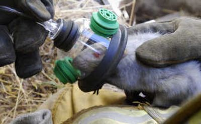 
A pet rat is given oxygen by firefighters after being pulled from a house fire  in Pocatello, Idaho. Associated Press
 (Associated Press / The Spokesman-Review)
