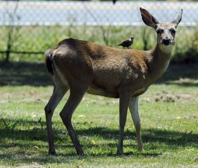 In this Thursday, June 24, 2010 photo, a deer picked up an extra member of the gallery, as it watches the young golfers compete in a golf tournament at the Green Valley Country Club in Fairfield, Calif. as it looked for food near the 17th green. (Joel Rosenbaum / The Vacaville Reporter)
