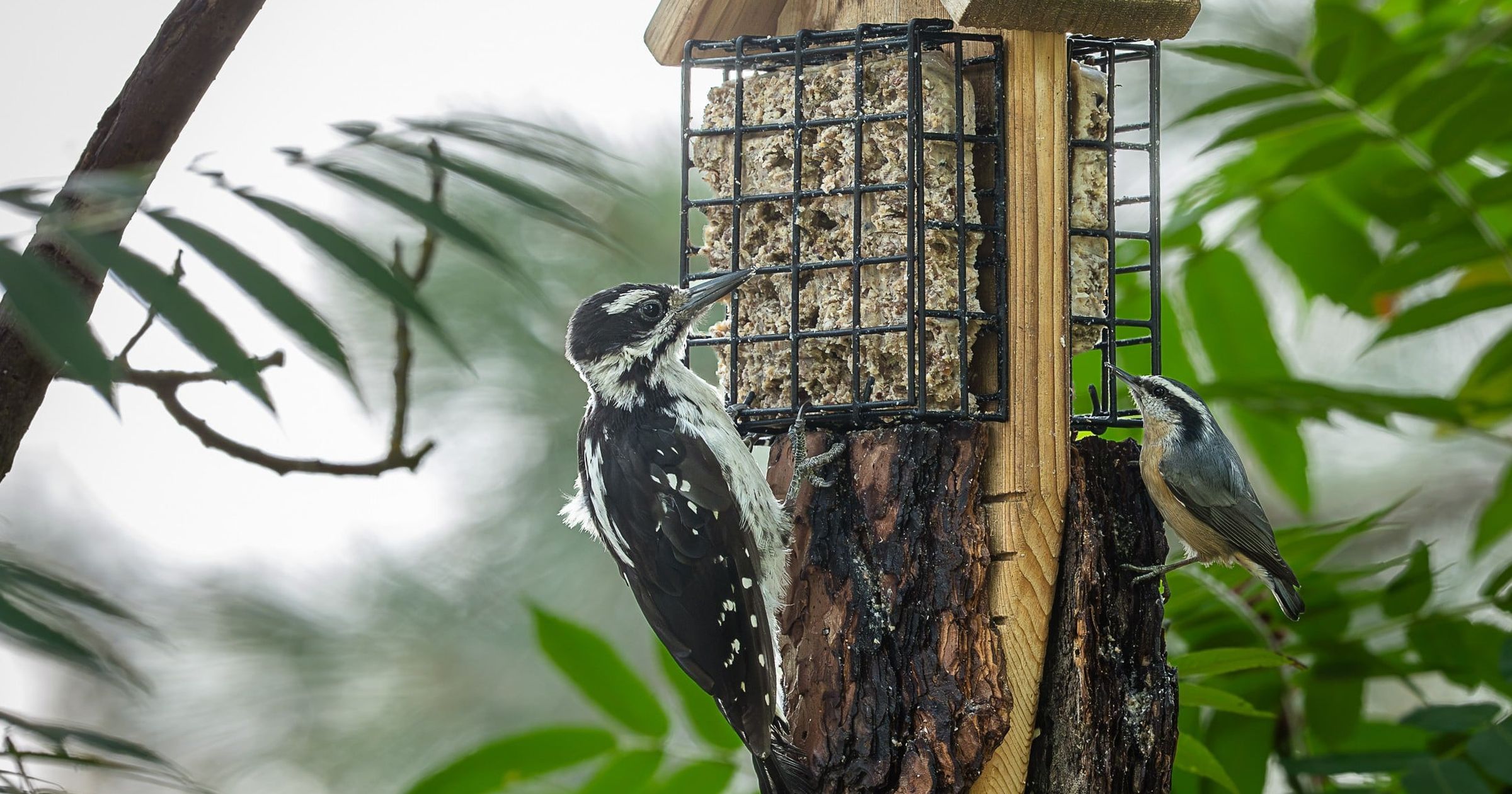 Cool Critters: Spokane-area birds flew from the fires. Could it have also made them nicer?