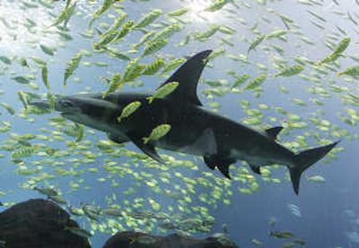 
Hooking a shark is a great way to top off a fabulous Hawaiian vacation.Associated Press
 (File Associated Press / The Spokesman-Review)