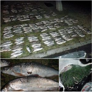 Three men were arrested on Dec. 8, 2014, and 378 whitefish were seized by Washington Department of Fish and Wildlife police in a sting on illegal gillnetting at Banks Lake. (Washington Department of Fish and Wildlife)