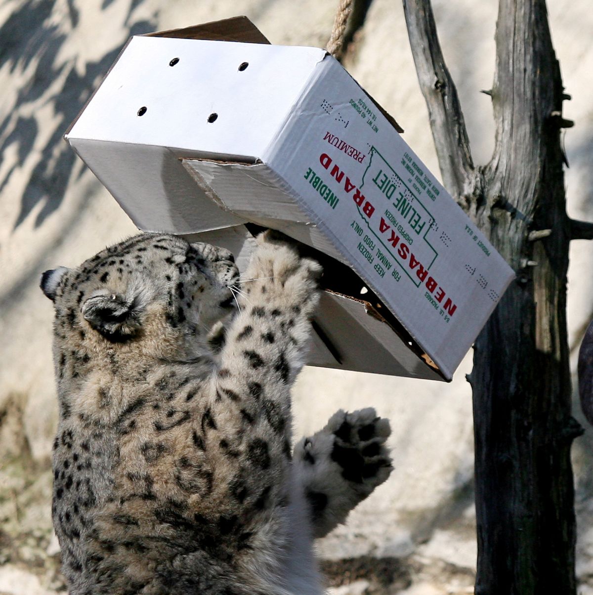 A snow leopard paws at a box containing a meatball during an enrichment session at the Roger Williams Park Zoo on Monday. (Mary Schwalm / The Spokesman-Review)