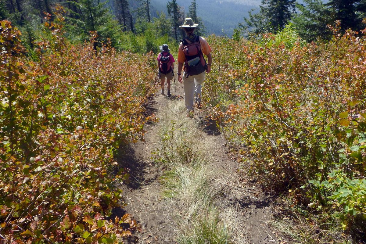 After an old illegal ATV trail up the spine of Ragged Ridge in Mount Spokane State Park became deeply eroded, the riders pioneered this paralleling illegal trail. (Rich Landers / The Spokesman-Review)