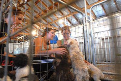 
From left, Marlee Masterson, 13, Dusti Huddleston, 13, and Kathleen DeMarsh, 16, play with dogs evacuated from a home in the area of the Echo Springs fire near St. Maries on Saturday.
 (Jesse Tinsley / The Spokesman-Review)