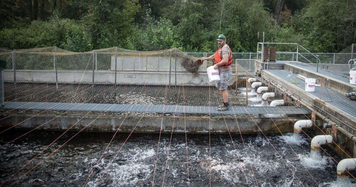 Work resumes at Spokane Hatchery after wildfire evacuation